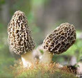 Vegetable Seeds,Garden seeds, Seeds For Planting,Plant Seeds