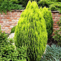 Vegetable Seeds,Garden seeds, Seeds For Planting,Plant Seeds