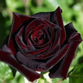 Flower Seeds, Seeds,Seeds For Planting,Plant Seeds