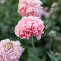 Flower Seeds, Seeds,Seeds For Planting,Plant Seeds