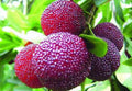 Fruit Seeds,Garden seeds, Seeds For Planting,Plant Seeds