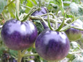 Vegetable Seeds,Garden seeds, Seeds For Planting,Plant Seeds