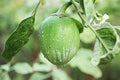 Green Eggplant Vegetable Seeds for Planting – Heirloom & Non-GMO Garden Seeds