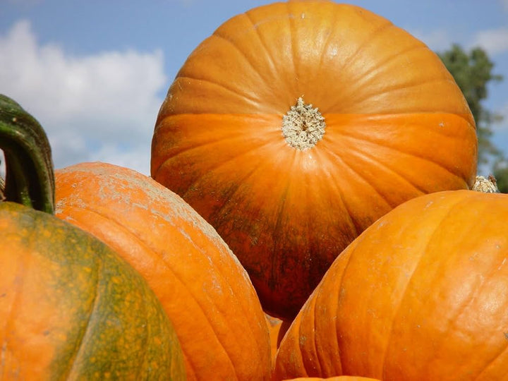 Centner Jelly Giant Pumpkin Seeds for Planting – Heirloom Non‑GMO High Germination Organic Garden Seeds, Giant Pumpkins