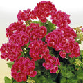Flower Seeds, Seeds,Seeds For Planting,Plant Seeds