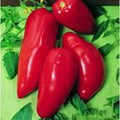 Vegetable Seeds,Garden seeds, Seeds For Planting,Plant Seeds