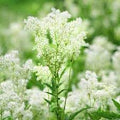 Vegetable Seeds,Garden seeds, Seeds For Planting,Plant Seeds