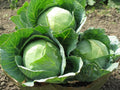 Cabbage Seeds for Planting – Heirloom, Non-GMO, Crisp Leafy Vegetable – High Germination
