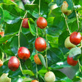 Mauritiana Fruit Seeds for Planting – Heirloom Non-GMO Hardy Tropical Orchard Tree Seeds with High Germination