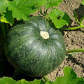 Vegetable Seeds,Garden seeds, Seeds For Planting,Plant Seeds