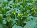 Green Yu Choy Sum Seeds for Planting – Heirloom Non-GMO Asian Leafy Vegetable – Organic Garden Seeds, High Germination