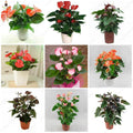 Flower Seeds, Seeds,Seeds For Planting,Plant Seeds