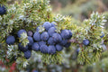 Fruit Seeds,Garden seeds, Seeds For Planting,Plant Seeds