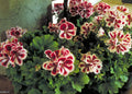 Flower Seeds, Seeds,Seeds For Planting,Plant Seeds