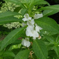 Flower Seeds, Seeds,Seeds For Planting,Plant Seeds
