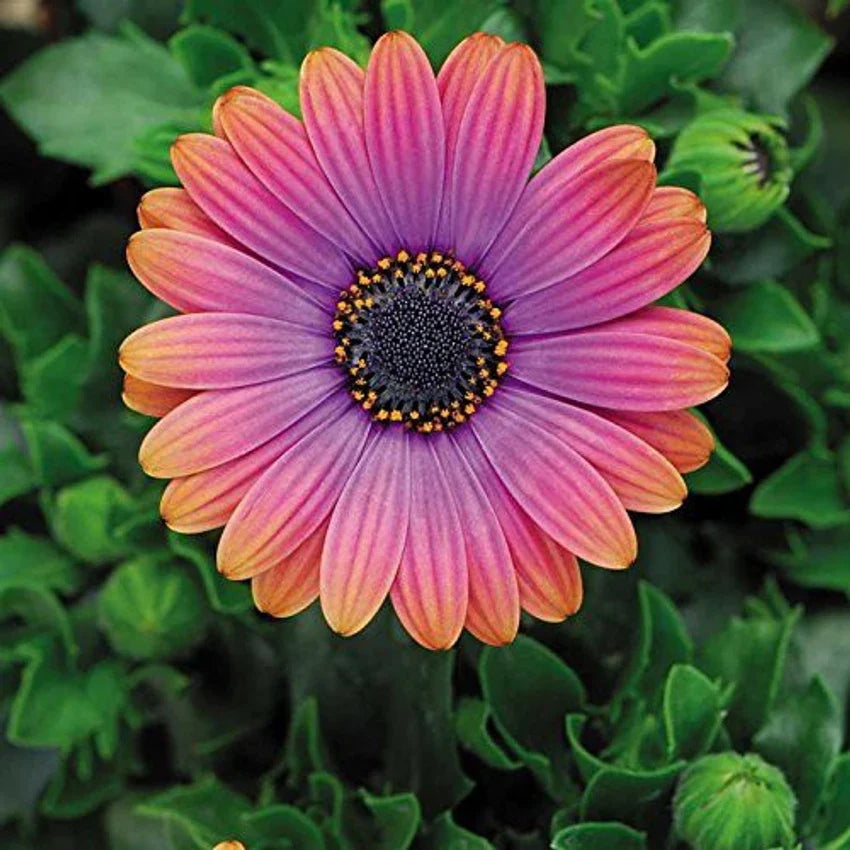 osteospermum flower seeds Orange & Blue William Osteospermum Flower Seeds for Planting – Heirloom,  Non-GMO, Bright Blooms