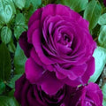 Flower Seeds, Seeds,Seeds For Planting,Plant Seeds