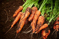 Oxheart Carrot Seeds for Planting – Heirloom Non‑GMO High Germination Organic Garden Seeds, Short Thick Roots