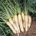 Minowase Daikon Radish Seeds for Planting – Heirloom Non-GMO Crisp Root Vegetable Seeds with High Germination for Organic Gardens