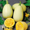 Vegetable Seeds,Garden seeds, Seeds For Planting,Plant Seeds