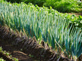Scallion Seeds for Planting – Heirloom, Non-GMO, Mild Green Onion Vegetable