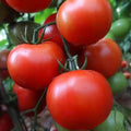 Vegetable Seeds,Garden seeds, Seeds For Planting,Plant Seeds