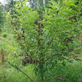 Fruit Seeds,Garden seeds, Seeds For Planting,Plant Seeds