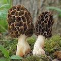 Vegetable Seeds,Garden seeds, Seeds For Planting,Plant Seeds