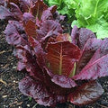Vegetable Seeds,Garden seeds, Seeds For Planting,Plant Seeds