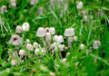 Vegetable Seeds,Garden seeds, Seeds For Planting,Plant Seeds