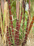 Fruit Seeds,Garden seeds, Seeds For Planting,Plant Seeds