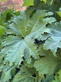 Vegetable Seeds,Garden seeds, Seeds For Planting,Plant Seeds