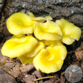 Vegetable Seeds,Garden seeds, Seeds For Planting,Plant Seeds