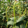 Oriental Yard Long Bean Seeds for Planting – Heirloom, Non-GMO, Nutritious Vegetable