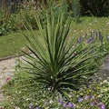 Vegetable Seeds,Garden seeds, Seeds For Planting,Plant Seeds
