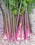 Vegetable Seeds,Garden seeds, Seeds For Planting,Plant Seeds
