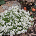 Flower Seeds, Seeds,Seeds For Planting,Plant Seeds