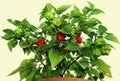 Aji Dulce Cachucha Pepper Seeds for Planting – Heirloom, Non-GMO, Sweet Caribbean – High Germination