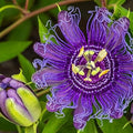 Purple Passiflora Incarnata fruit seeds for planting - Heirloom & Non-GMO garden seeds, vibrant medicinal variety