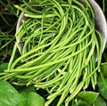 Vegetable Seeds,Garden seeds, Seeds For Planting,Plant Seeds