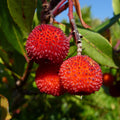 Fruit Seeds,Garden seeds, Seeds For Planting,Plant Seeds