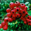 Decorative Winterberry fruit seeds for planting - Heirloom & Non-GMO Garden seeds, ideal for festive gardens