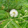Fruit Seeds,Garden seeds, Seeds For Planting,Plant Seeds