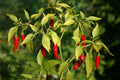 Vegetable Seeds,Garden seeds, Seeds For Planting,Plant Seeds