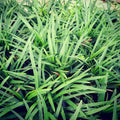 Vegetable Seeds,Garden seeds, Seeds For Planting,Plant Seeds