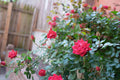 Flower Seeds, Seeds,Seeds For Planting,Plant Seeds