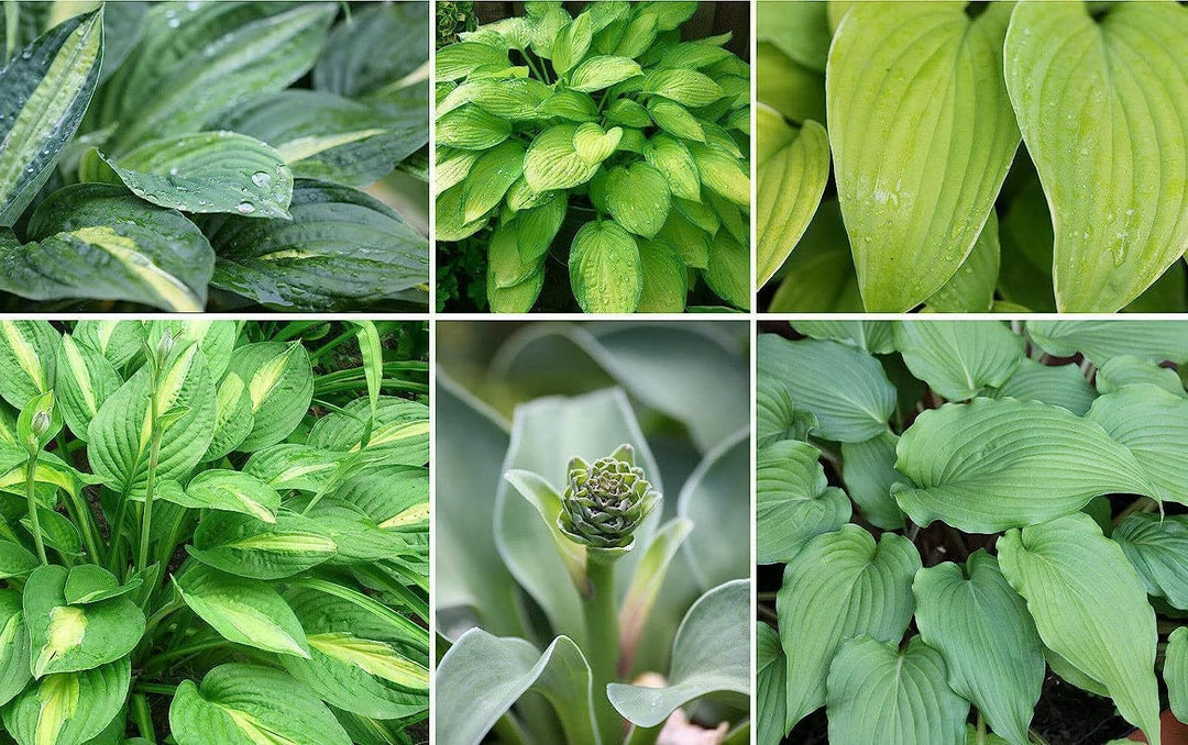 Flower Seeds, Seeds,Seeds For Planting,Plant Seeds