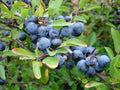 Fruit Seeds,Garden seeds, Seeds For Planting,Plant Seeds