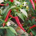 Vegetable Seeds,Garden seeds, Seeds For Planting,Plant Seeds