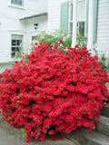 Flower Seeds, Seeds,Seeds For Planting,Plant Seeds